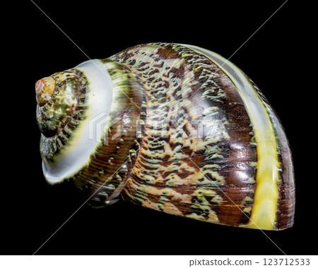 Green Jade Banded Turbo Shell on black background 123712533