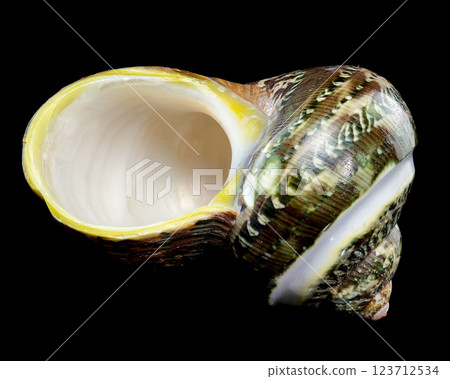 Green Jade Banded Turbo Shell on black background 123712534