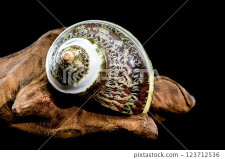 Green Jade Banded Turbo Shell on driftwood black background 123712536