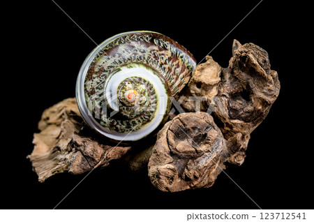 Green Jade Banded Turbo Shell on driftwood black background 123712541