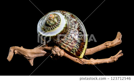 Green Jade Banded Turbo Shell on driftwood black background Green Jade Banded Turbo Shell on driftwood black background 123712546