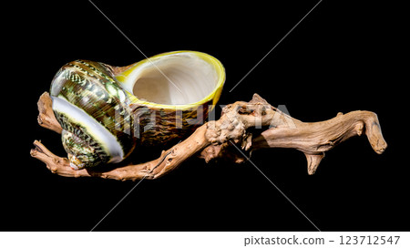 Green Jade Banded Turbo Shell on driftwood black background 123712547