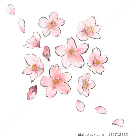 Hand-drawn watercolor illustration of cherry blossoms, buds and petals 123712585