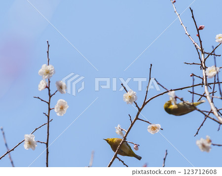 藍天背景下的梅花上的一對日本繡眼鳥 123712608