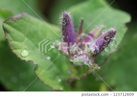 Nature Plants Giant radish, also known as "Shokatsusai", "Murasakihana", "Hanakon" etc. 123712609