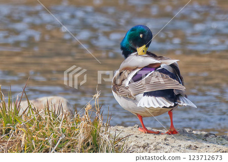 Male mallard preening on the riverbank Male mallard preening on the riverbank 123712673
