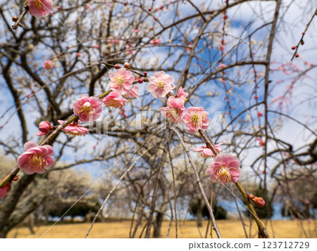 冬季開始綻放的美麗垂枝梅花 [Gurefuku Shidare] 123712729