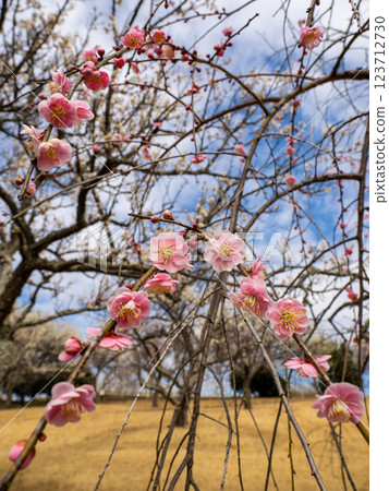 冬季開始綻放的美麗垂枝梅花 [Gurefuku Shidare] 123712730