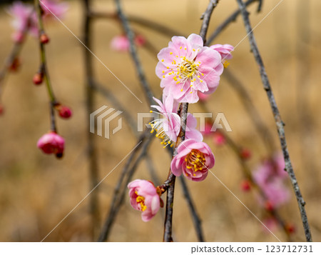 冬季開始綻放的美麗垂枝梅花 [Gurefuku Shidare] 123712731
