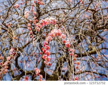 冬季開始綻放的美麗垂枝梅花 [Gurefuku Shidare] 123712732