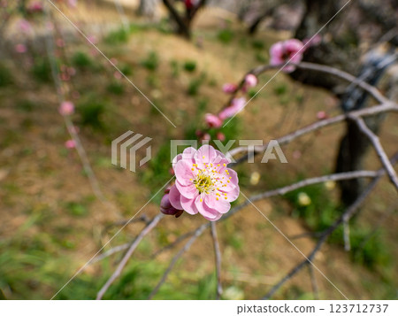 Beautiful weeping plum blossoms starting to bloom in winter [Gurefuku Shidare] 123712737