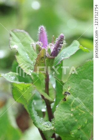 Nature Plants: Giant lily of the valley, early March. Buds covered in raindrops as the tree buds begin to sprout 123712754