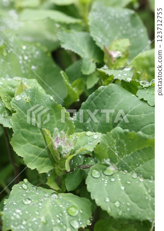 Nature Plants Giant lily of the valley grows to about 50 cm, but buds can be seen at about 10 cm. 123712755
