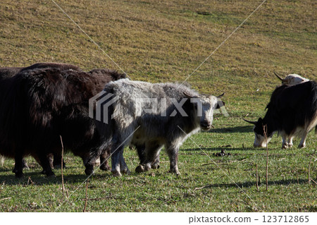 A herd of yaks grazing in a meadow A herd of yaks grazing in a meadow 123712865