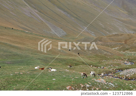 A herd of cows grazing in a meadow in a mountainous area A herd of cows grazing in a meadow in a mountainous area 123712866