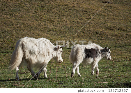 Two white fluffy yaks with horns walk on the grass 123712867