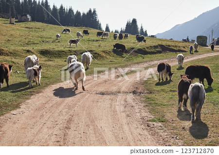 A herd of yaks grazing in a meadow A herd of yaks grazing in a meadow 123712870