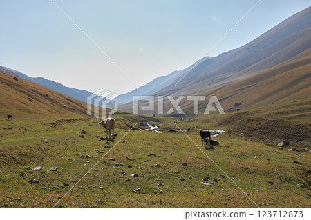 A herd of cows grazing in a meadow in a mountainous area 123712873