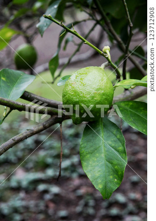 Blue lemon fruit Blue lemon fruit 123712908