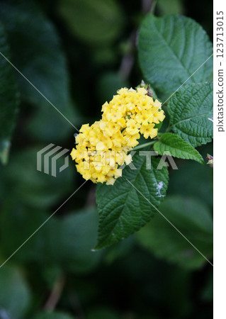 Kobanorantana Kobanorantana 123713015