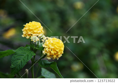 Kobanorantana 123713022