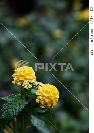 Kobanorantana 123713023