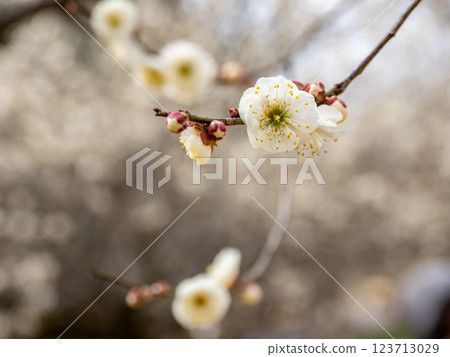 Beautiful white plum blossoms starting to bloom in winter [Tamabotan] 123713029