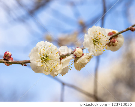 Beautiful white plum blossoms starting to bloom in winter [Tamabotan] 123713030