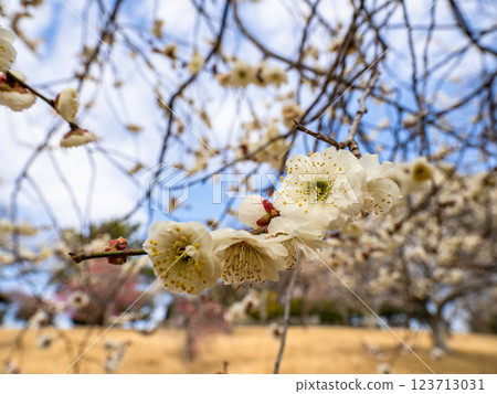 Beautiful white plum blossoms starting to bloom in winter [Tamabotan] 123713031