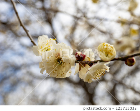 Beautiful white plum blossoms starting to bloom in winter [Tamabotan] 123713032