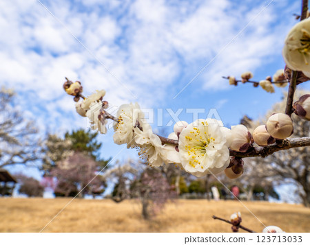 Beautiful white plum blossoms starting to bloom in winter [Tamabotan] 123713033