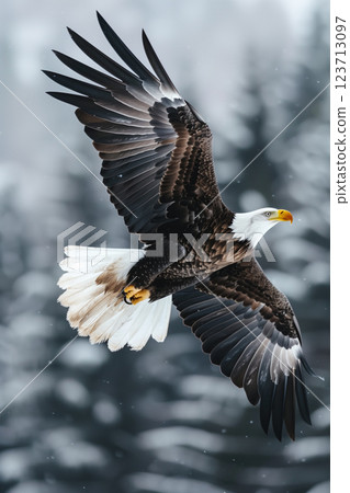 Bald Eagle. A bald eagle flying Bald Eagle. A bald eagle flying 123713097