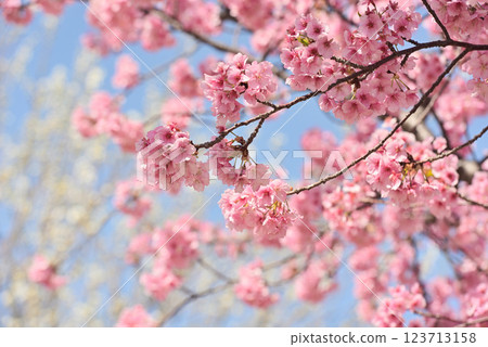 Kawazu cherry blossoms in full bloom Kawazu cherry blossoms in full bloom 123713158