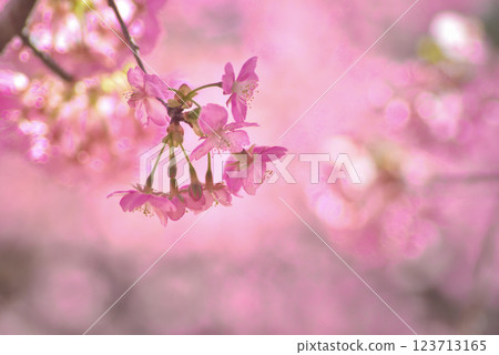 Kawazu cherry blossoms in full bloom 123713165