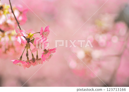 Kawazu cherry blossoms in full bloom 123713166