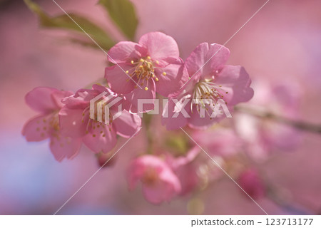 河津櫻花盛開 河津櫻花盛開 123713177