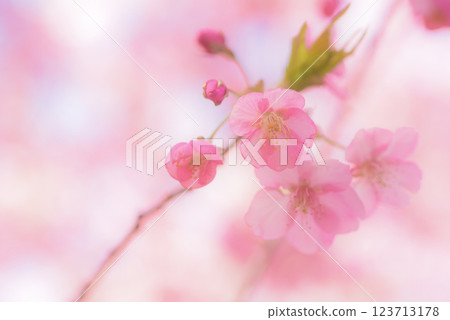 河津櫻花盛開 河津櫻花盛開 123713178