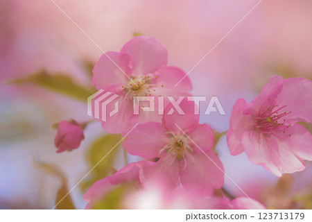 Kawazu cherry blossoms in full bloom Kawazu cherry blossoms in full bloom 123713179