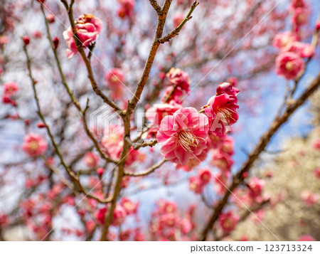 冬天開始綻放的美麗紅梅【卡拉拜】 123713324