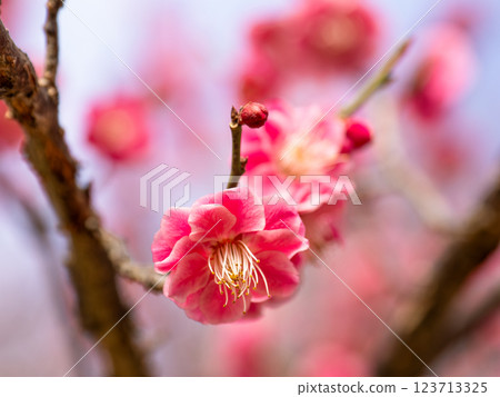 冬天開始綻放的美麗紅梅【卡拉拜】 冬天開始綻放的美麗紅梅【卡拉拜】 123713325