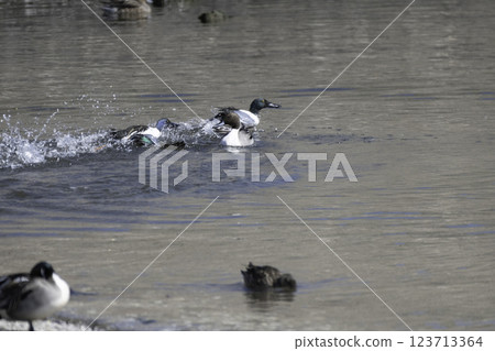 Two male Northern Shoveler ducks fighting 123713364