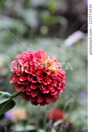 大麗花花 大麗花花 123713430