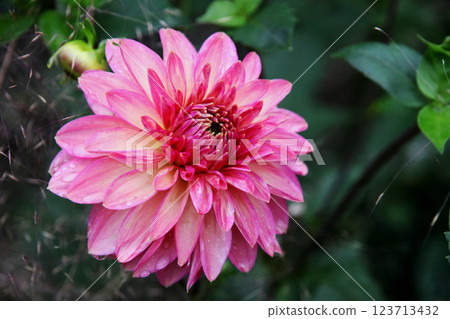 大麗花花 123713432