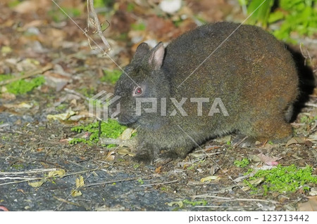 奄美兔夜間尋找食物 123713442