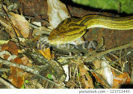 Nocturnal Hubs 123713445