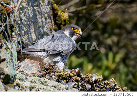 A peregrine falcon plucking bird feathers at a cliff kitchen 123713505