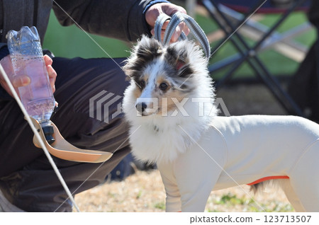 小狗喝水 喜樂蒂牧羊犬 (Shetland Sheltie) 小狗喝水 喜樂蒂牧羊犬 (Shetland Sheltie) 123713507