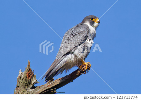 Peregrine Falcon perched on the tip of a dead tree Peregrine Falcon perched on the tip of a dead tree 123713774