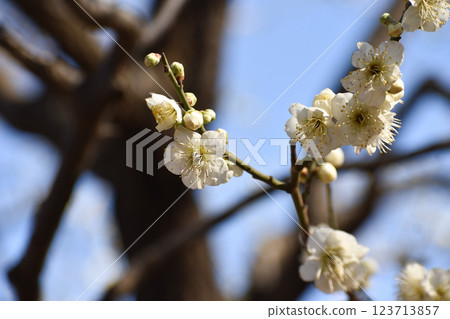 White plum blossoms shining in the blue sky of early spring White plum blossoms shining in the blue sky of early spring 123713857
