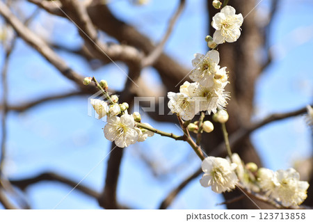 White plum blossoms shining in the blue sky of early spring 123713858